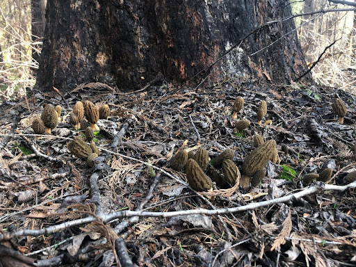 Taking Your Morel Hunting to the Professional Level